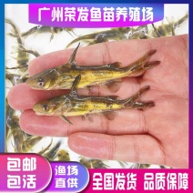 黄骨鱼苗黄颡鱼黄辣丁黄鸭叫全雄黄骨鱼杂交黃骨鱼