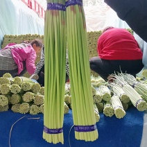 邳州精品小红帽蒜苔苔绿无瘢痕适合每个市场