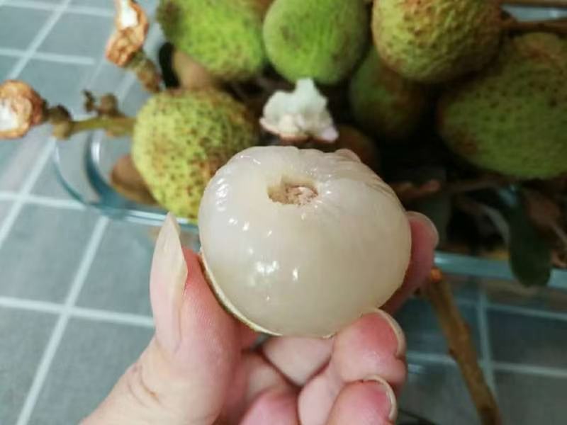 三月红荔枝果肉剖面