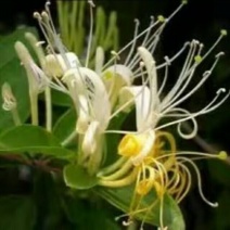 四季金银花盆景老桩，可盆栽地栽的老桩，花期长