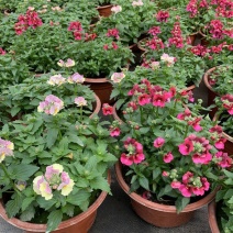 龙面花盆栽花苗阳台庭院耐养开花植物花园绿化多年生带土带花