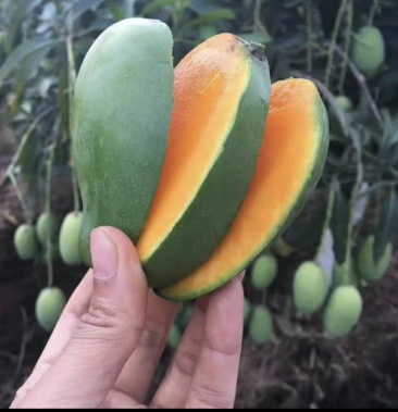 攀枝花米易凯特芒果