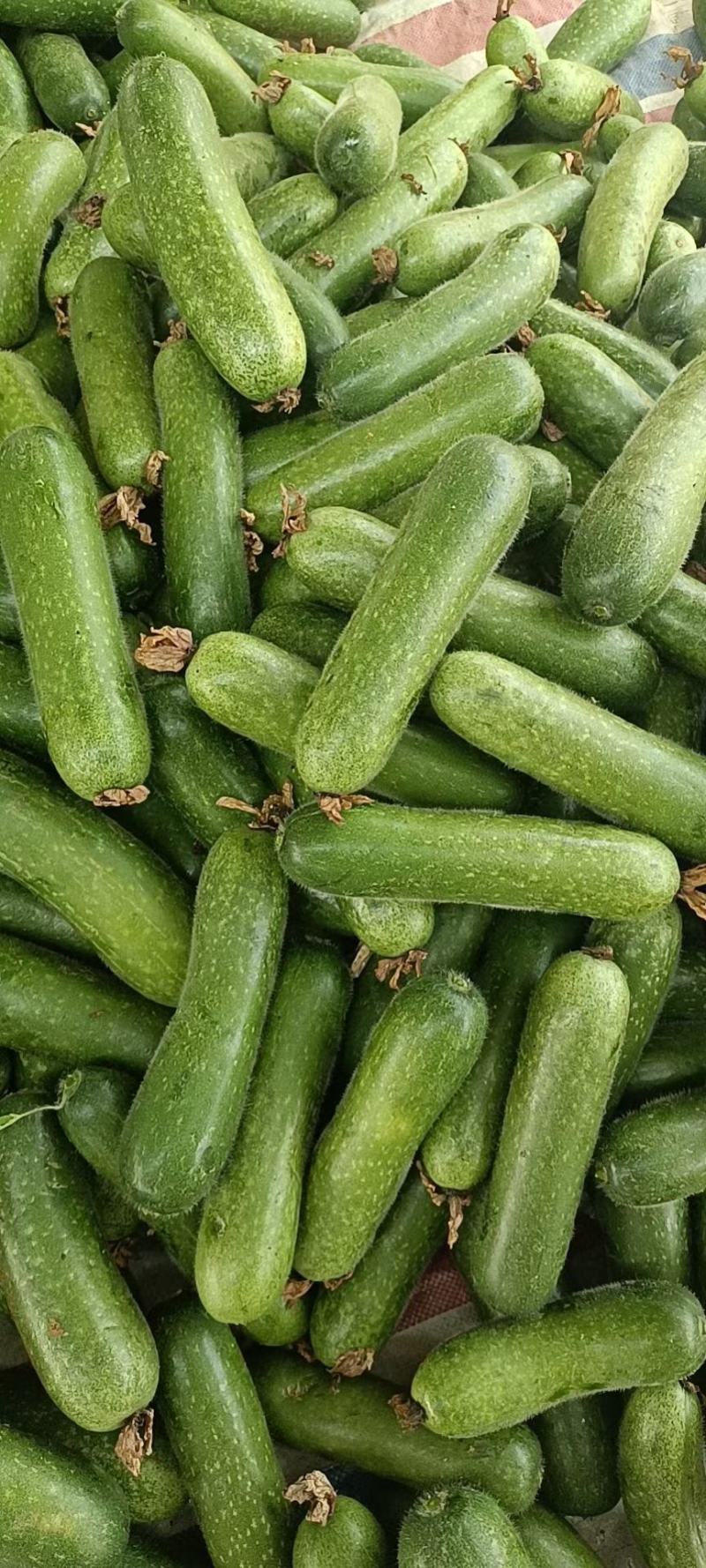 毛节瓜产地每天出货