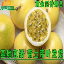 黄金百香果苗特大百香果苗当年结果鸡蛋果苗四季爬藤百香果树