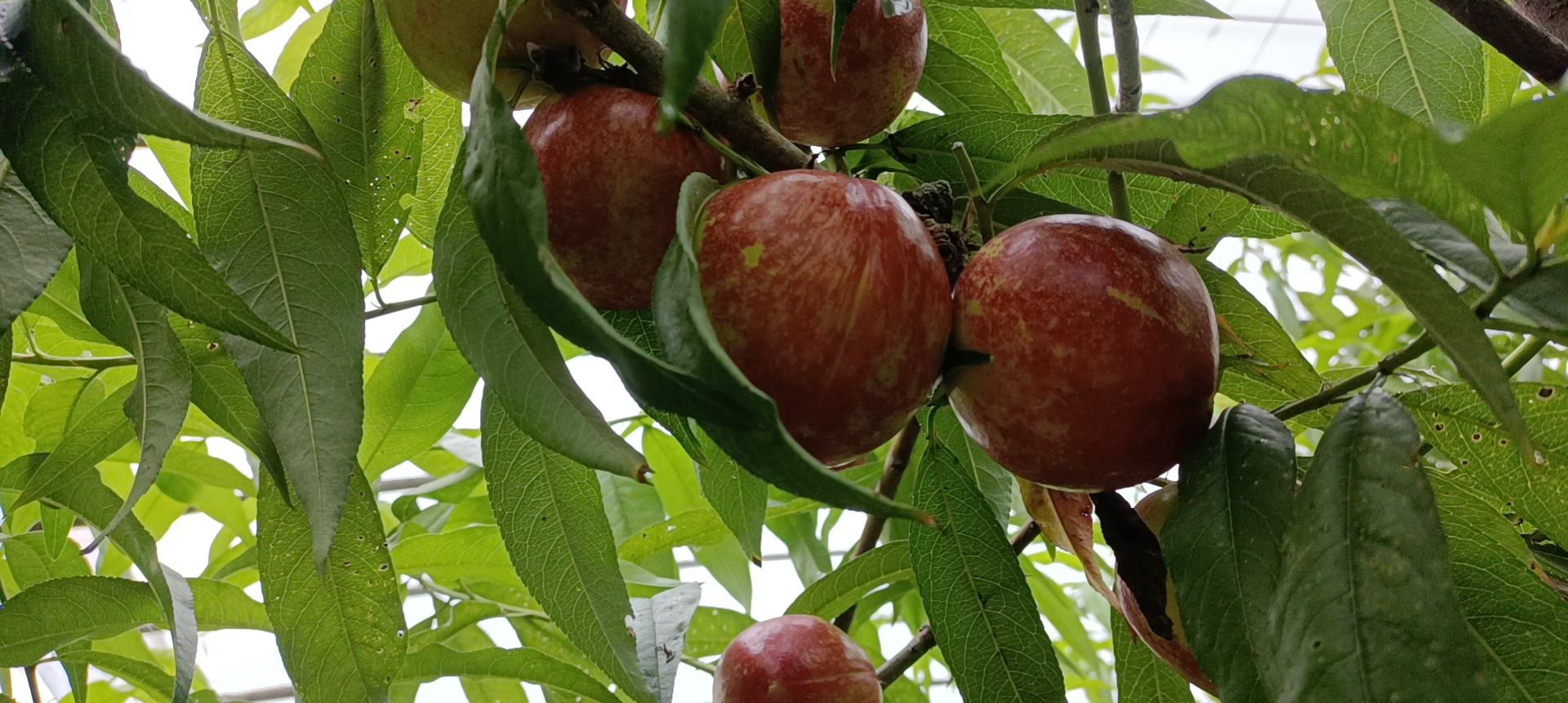 中油蟠9号油桃挂果特写