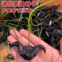 菱角种子菱角苗子菱角种苗大青菱种子成活高产量高
