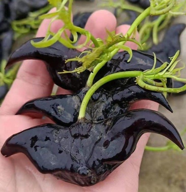 [菱角种子批发]洪湖菱角种子菱角种苗子批发 个大高产大青菱价格6.00