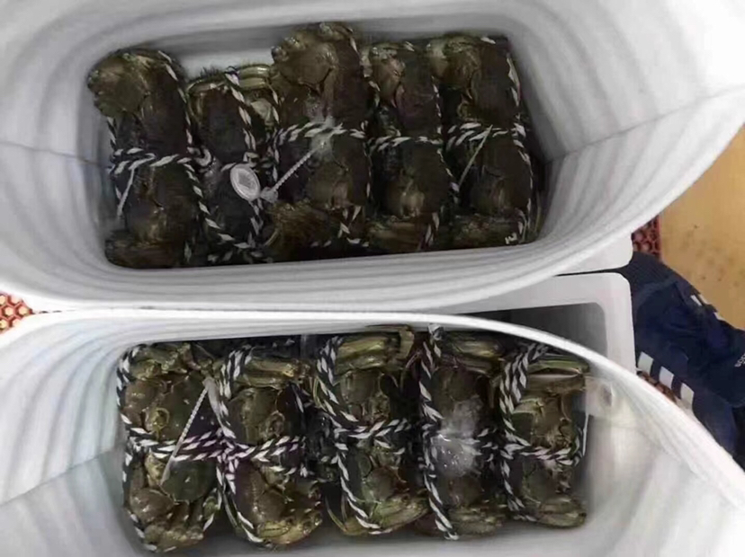 大闸蟹与梭子蟹选购对比图