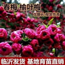 新品梅花榆叶梅春梅重瓣观赏性强耐寒盆栽地栽阳台庭院南北方