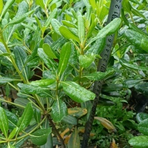 海桐杯苗（宝珠香）