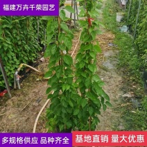 炮仗花