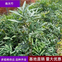 南天竹福建漳州基地批发南天竹