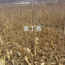 紫丁香小苗