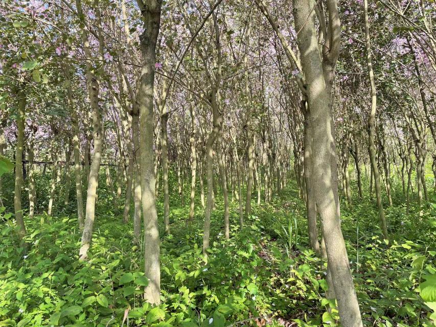 紫菜苔花在阳光下绽放，展现出自然与健康的双重魅力