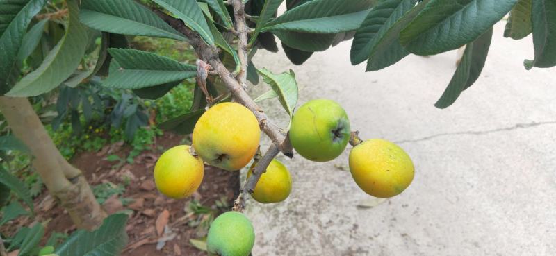大五星枇杷种植技术与管理
