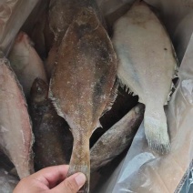 蝶鱼长脖鱼比目鱼新鲜速冻商超电商专用
