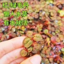 红毛丹苗水养草水生植物池塘鱼缸造景养殖净化水质增氧