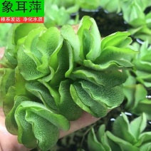 象耳萍水浮莲水养草水生植物池塘鱼缸造景养殖净化水质水培花