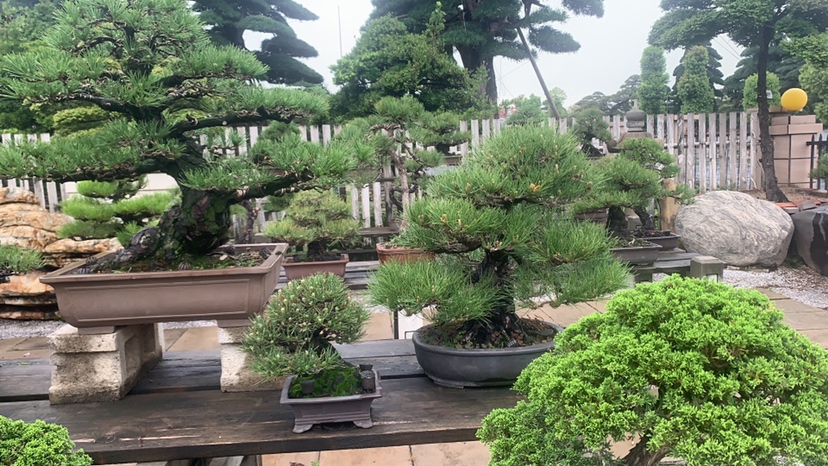 展会现场全景图,左侧为‘造型黑松’专区,树木姿态各异,标签标注价格普遍在万元以上,观众驻足拍照;右侧为‘造型油松’区域,树木排列整齐,风格偏向规整对称,标价多在六千至九千元之间。展板文字显示‘黑松·东方侘寂美学代表’‘油松·北方生态守护者’,体现品牌定位差异 大型园林展会中造型黑松与造型油松展区对比实景