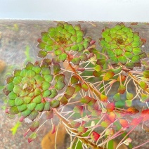 水上烟花黄花菱水丁香浮萍水草水生水培植物鱼缸花盆养殖