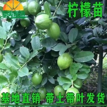 柠檬苗四季南北方种植柠檬树果树苗盆地栽香水柠檬果树苗