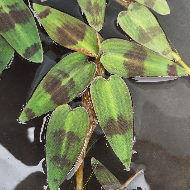 斑竹叶水草浮萍水培水生植物花卉盆栽养龟鱼虾缸微景观阳台绿