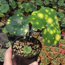 斑叶吴风草花叶吴风草常绿耐阴植物花量大适合庭院花园