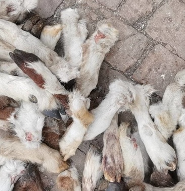 [羊蹄批发]山羊蹄毛蹄,新鲜的,质量不错,鲜嫩多汁,肥而不腻,肉多多