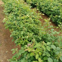 云南滇红食用玫瑰花