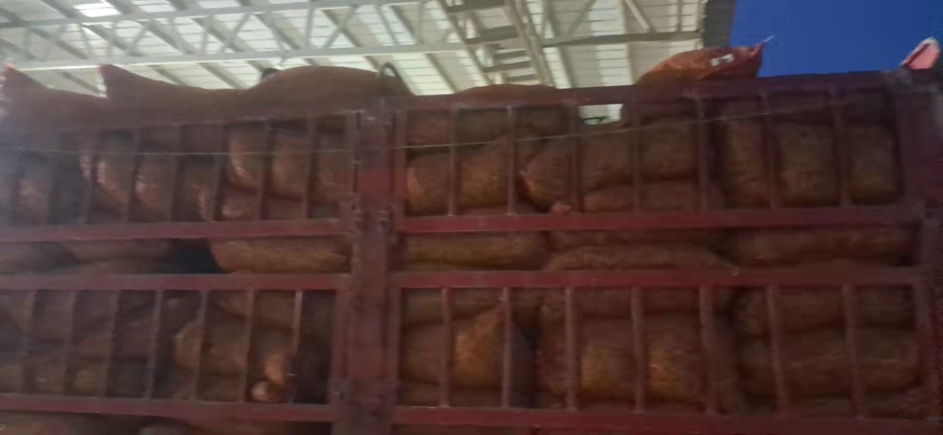 一组白色冷链货车停靠在龙陵县农产品集散中心,车身贴有‘高原直发·24小时保鲜’标识,工作人员正在将一筐筐封装好的青豌豆夹装入冷藏车厢,车辆编号清晰可见,背景为山区公路与蓝天白云 龙陵豌豆夹冷链运输车队