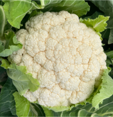 有机花花菜松花菜看货论价保质保量欢迎订购