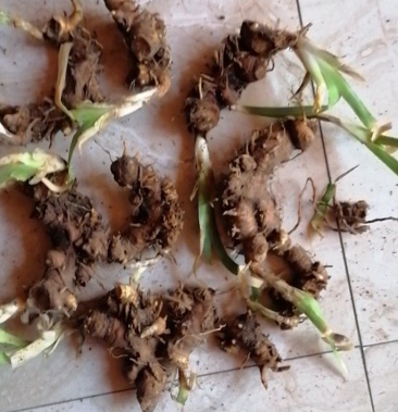 [射干批发]三年生射干鲜货价格12.00元/斤 - 一亩田