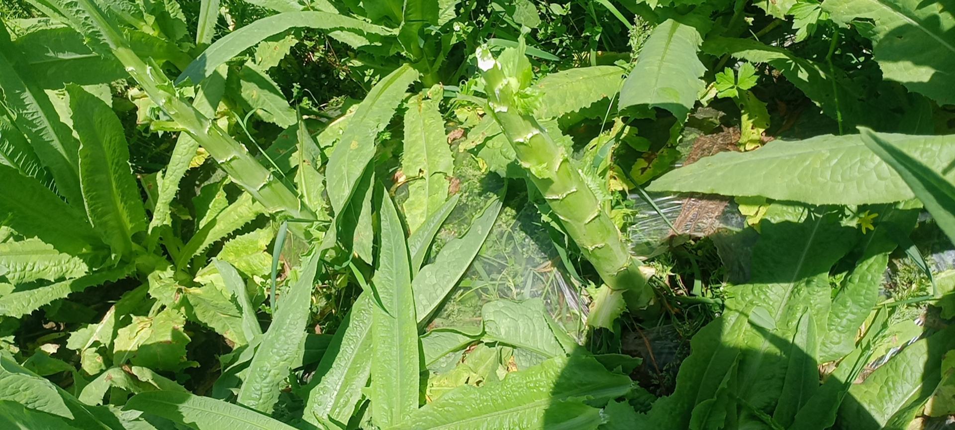 莴苣种植园遮光管理示意图