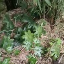八角连苗，各种规格种苗