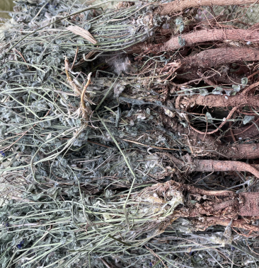 萝卜地丁野生中药材