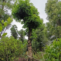 35分芒果树