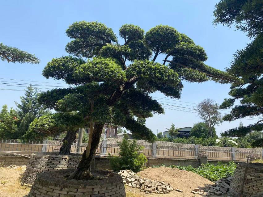 罗汉松整体树形展示