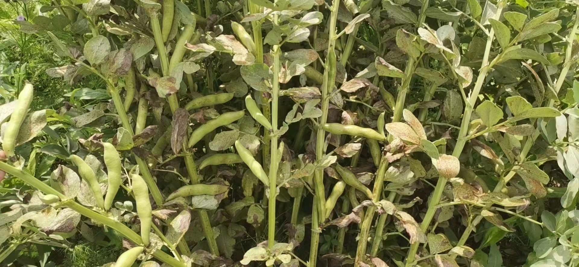 蚕豆赤斑病症状特写