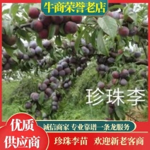 珍珠李子树苗包正宗假一赔十，提供免费种植技