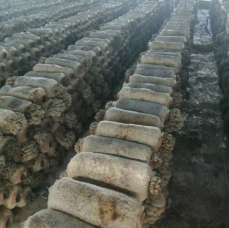 展示不同品种平菇菌棒在不同生长阶段的对比图,标注产量数据 平菇菌棒栽培示意图