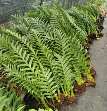 [批发]王冠蕨巨叶崖姜蕨室内耐阴好养植物盆栽防辐射大型蕨类植物蕨