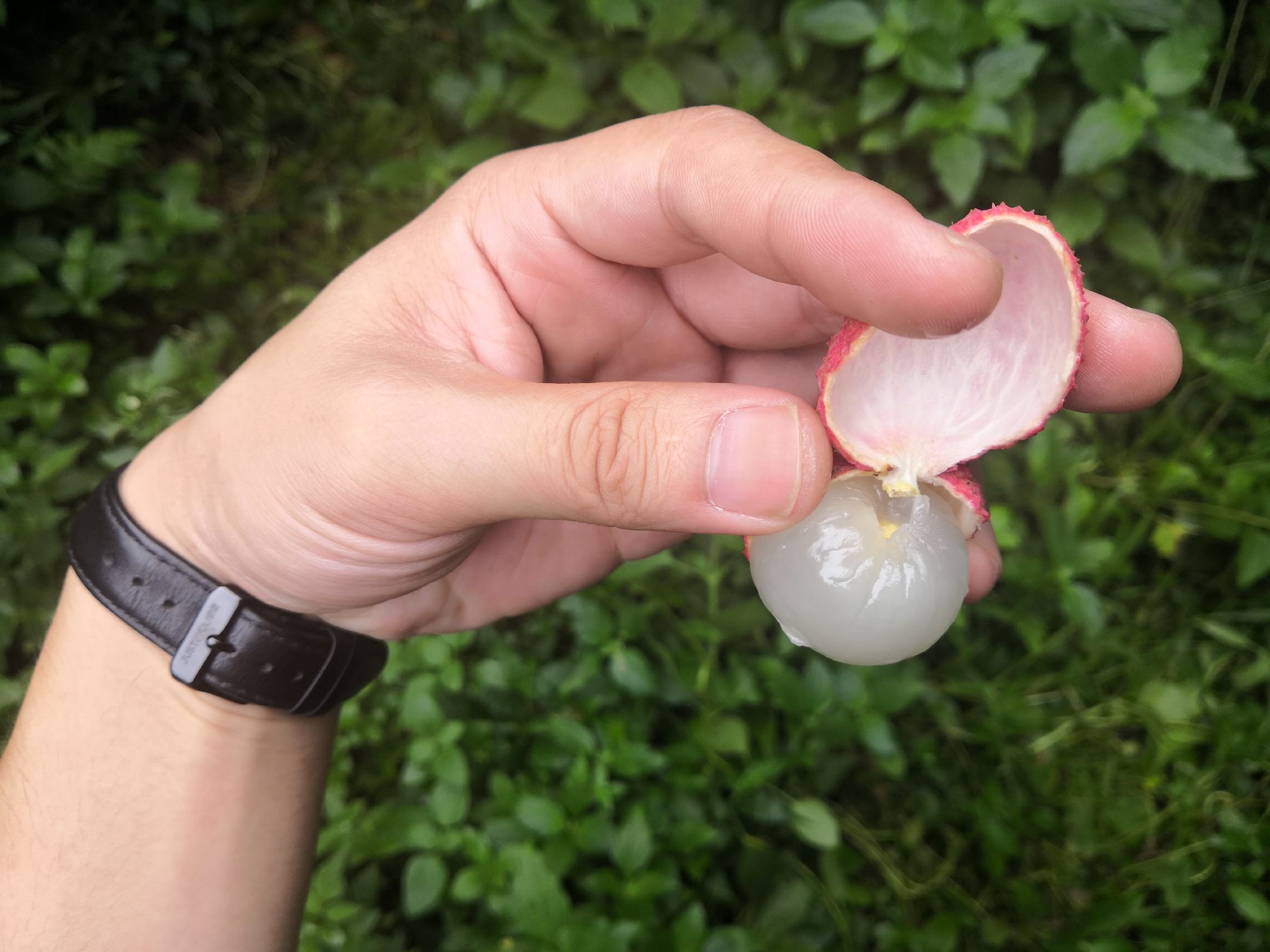 一只手正在剥开一颗鲜红带刺的完整荔枝,另一只手的手指上有轻微黄色残留痕迹,背景为绿色树叶,突出展示剥荔枝过程中果皮汁液沾染手指的真实场景 手指剥开新鲜荔枝特写
