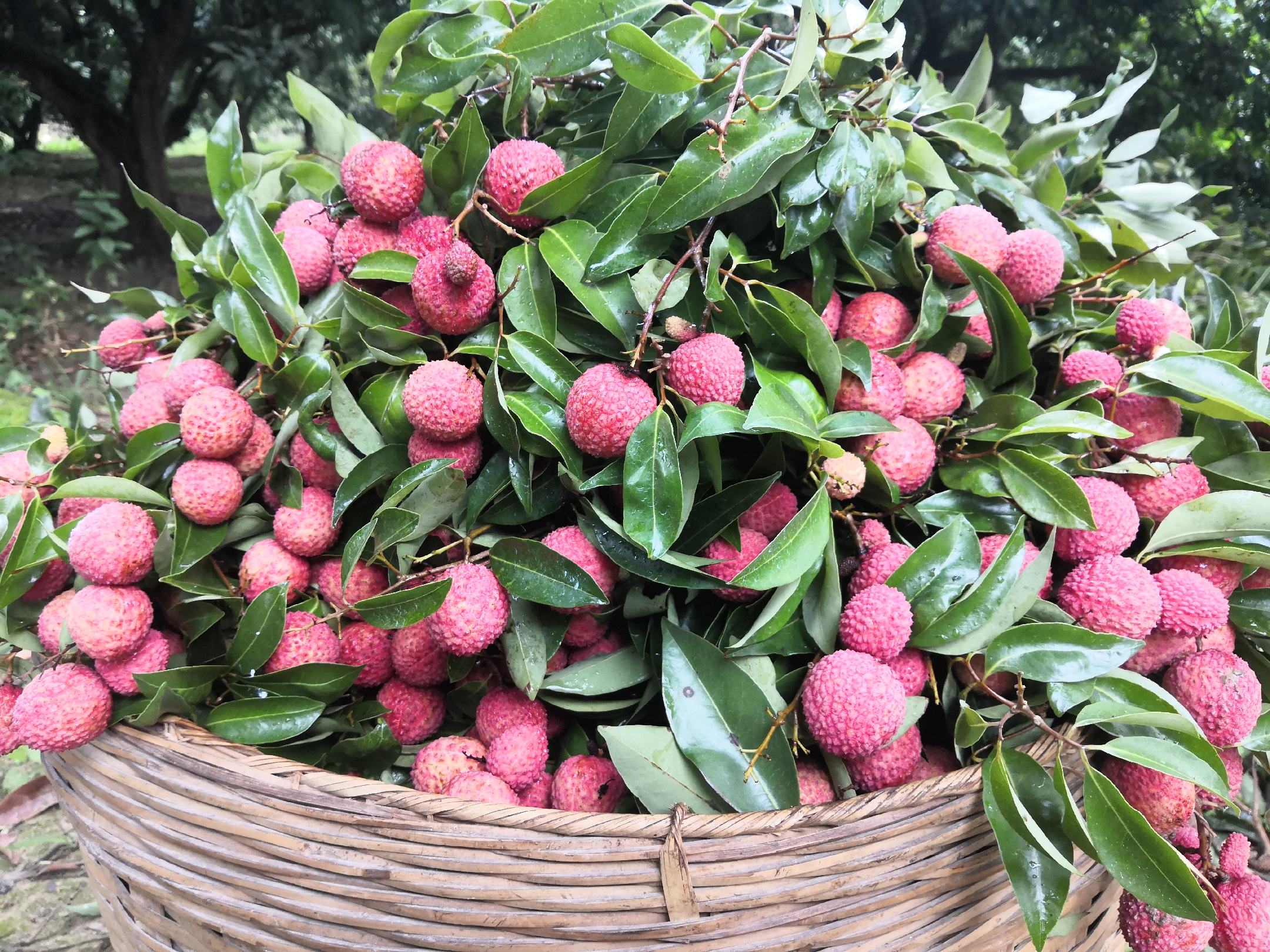 一篮新鲜采摘的桂味荔枝,果皮呈淡红色略带绿色斑点,果实饱满圆润,表面有明显的小刺状突起;部分荔枝已剥开,露出洁白如玉的果肉,汁水丰盈,背景为清晨果园,阳光透过树叶洒在果实上,营造出清新自然的氛围 桂味荔枝特写