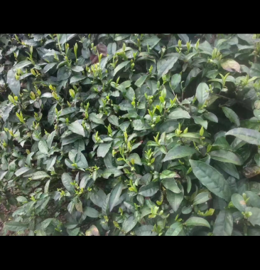 [都匀毛尖批发]四明龙尖价格500.00元/斤 - 一亩田