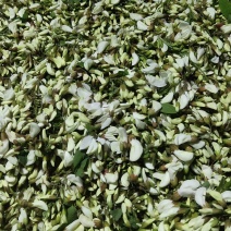 河南三门峡洋槐花