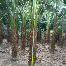 蒲葵杆高4-5米胸径20-30公分漳州蒲葵种植基地苗农