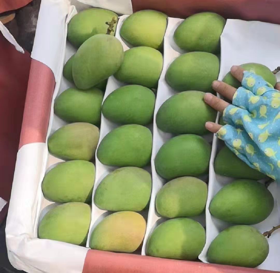 小台芒实物图