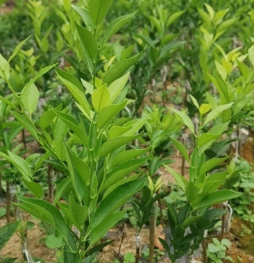 新会柑苗茶枝柑陈皮柑苗小青柑