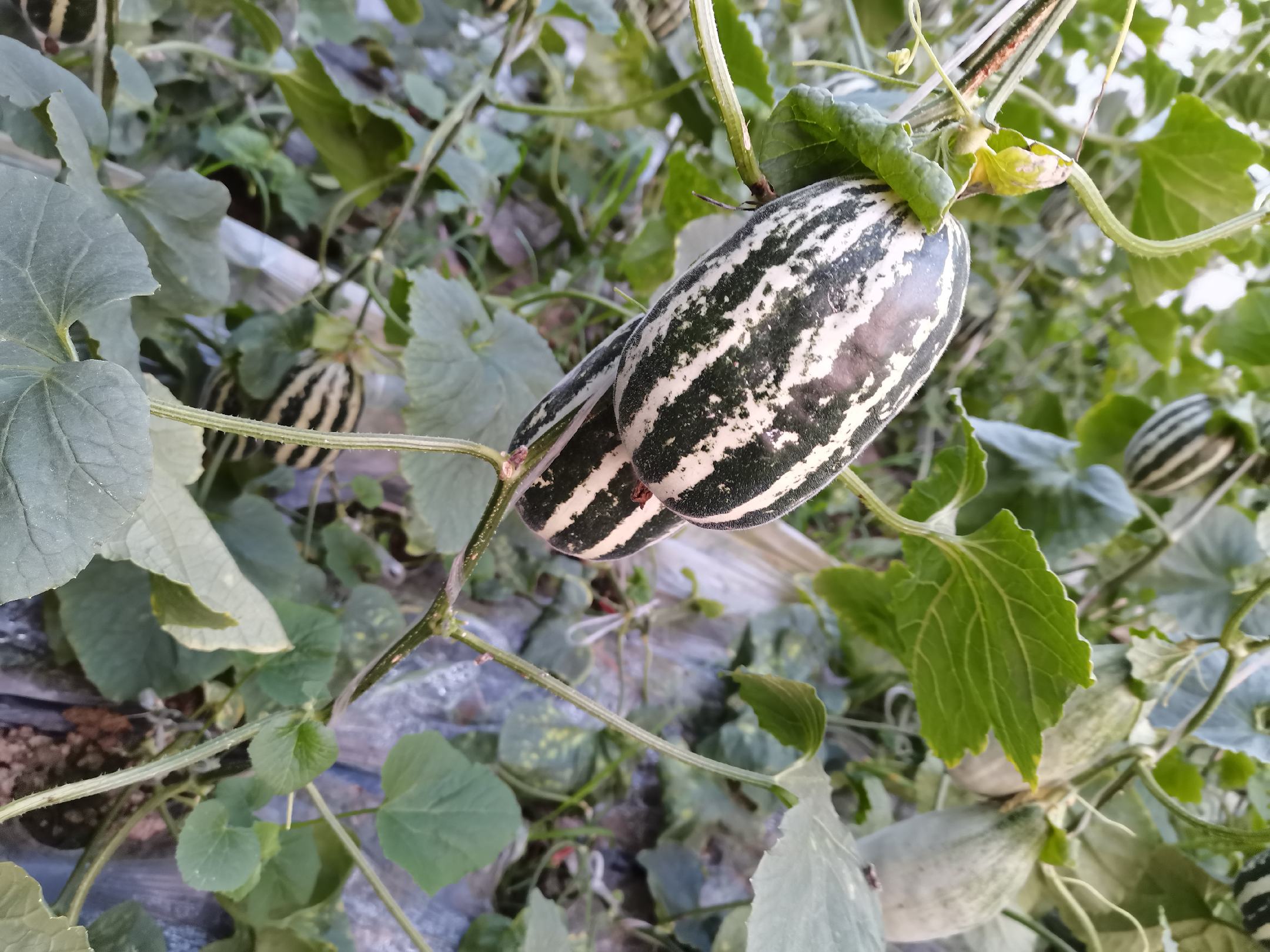 羊角蜜甜瓜植株与果实特写