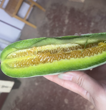 [博洋甜瓜批发]博洋61,暖棚头茬,无酒心,无糖心!熟度,糖度没问题!